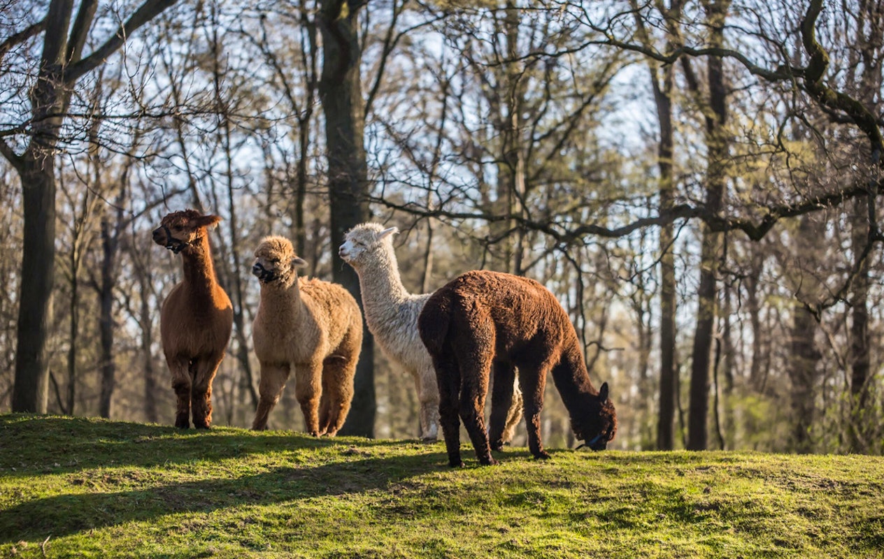 Entreeticket Steinerbos Belevenispark + friet en saus