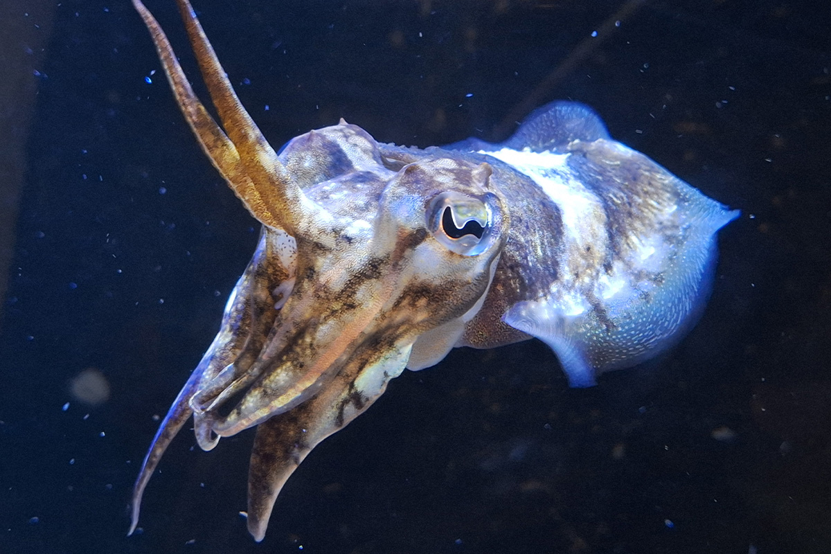 Entreeticket Terra Maris