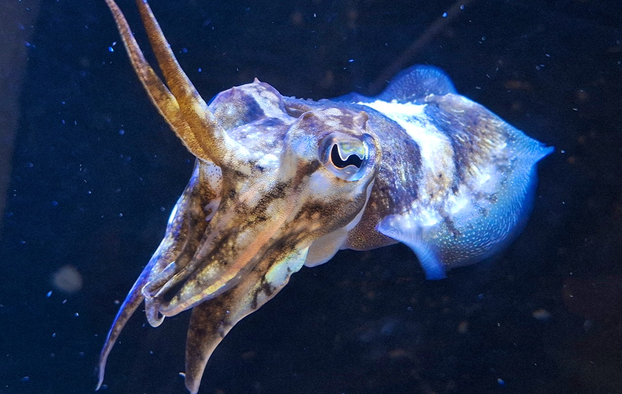 Entreeticket Terra Maris