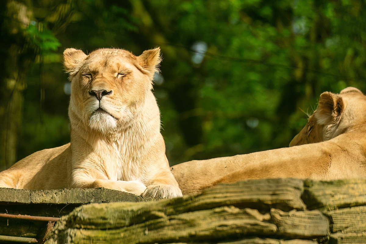 Entreeticket Tier und Freizeitpark Thüle 