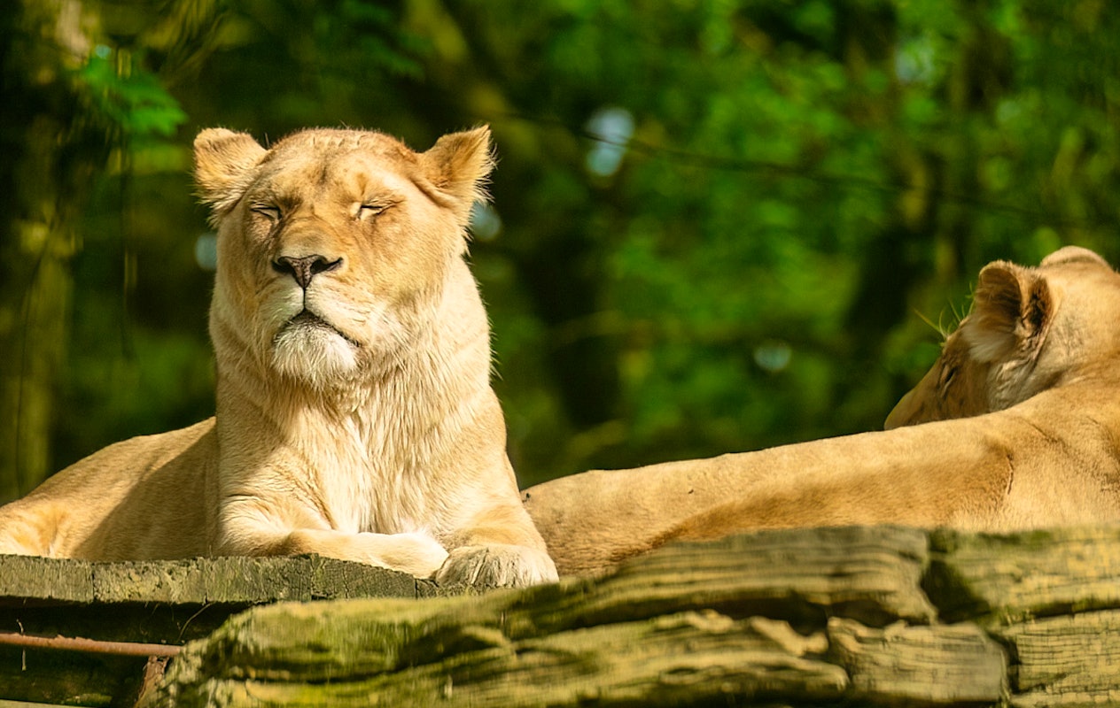 Entreeticket Tier und Freizeitpark Thüle