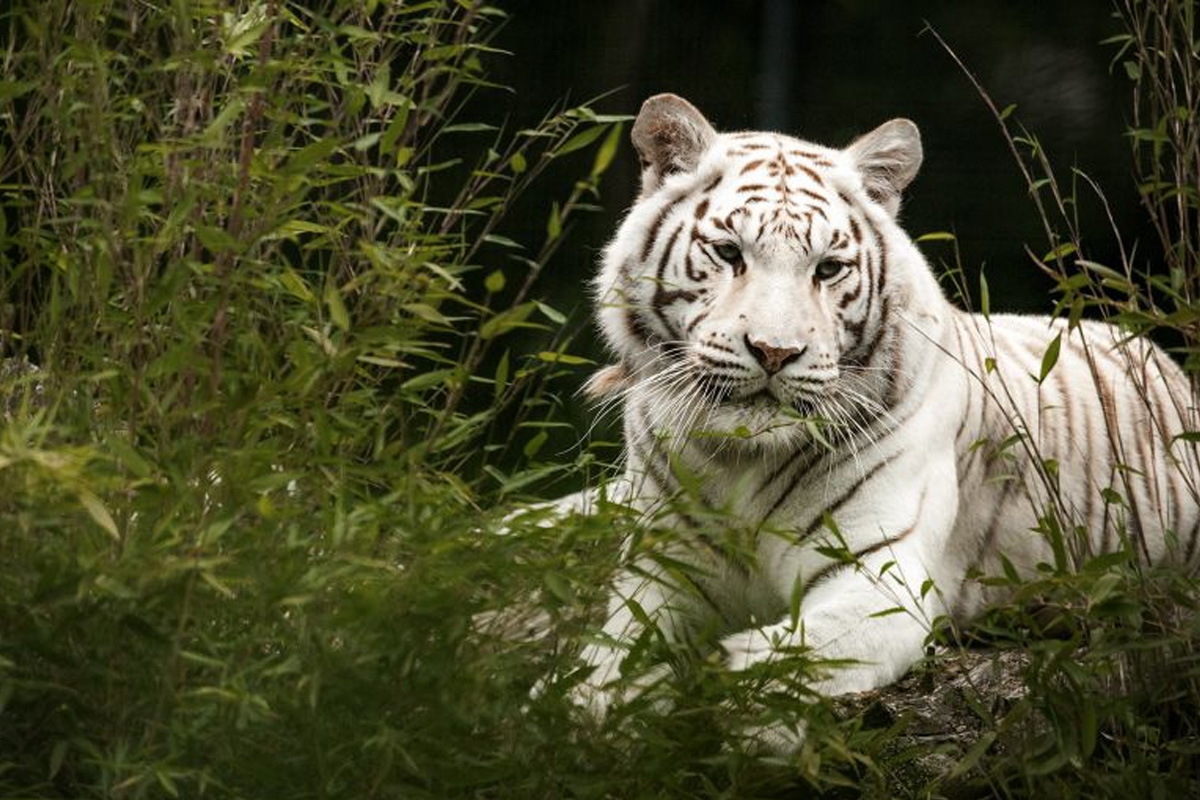 Entreeticket Tier und Freizeitpark Thüle 