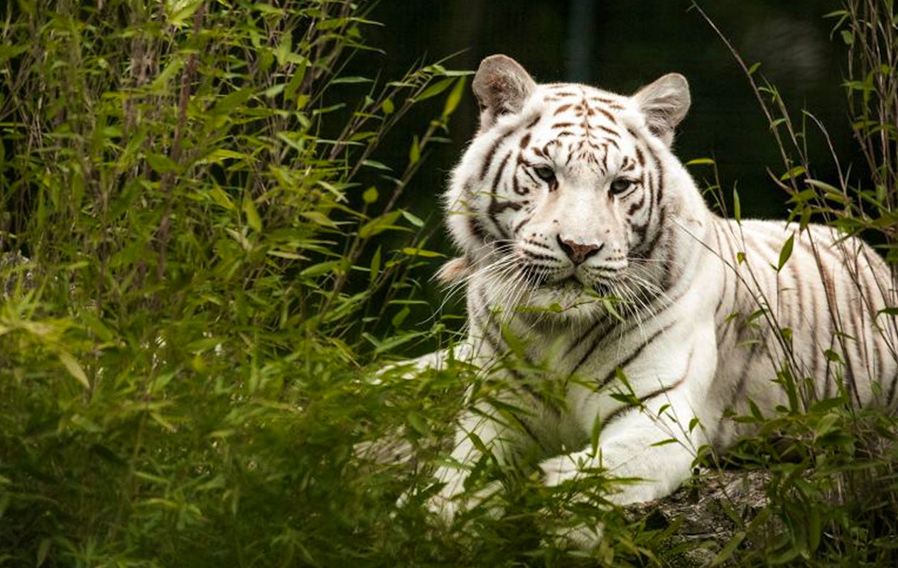 Entreeticket Tier und Freizeitpark Thüle