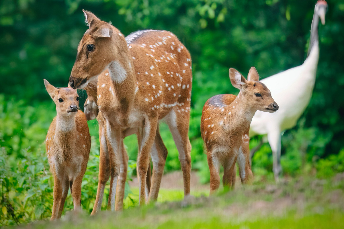 Entreeticket Tier und Freizeitpark Thüle 