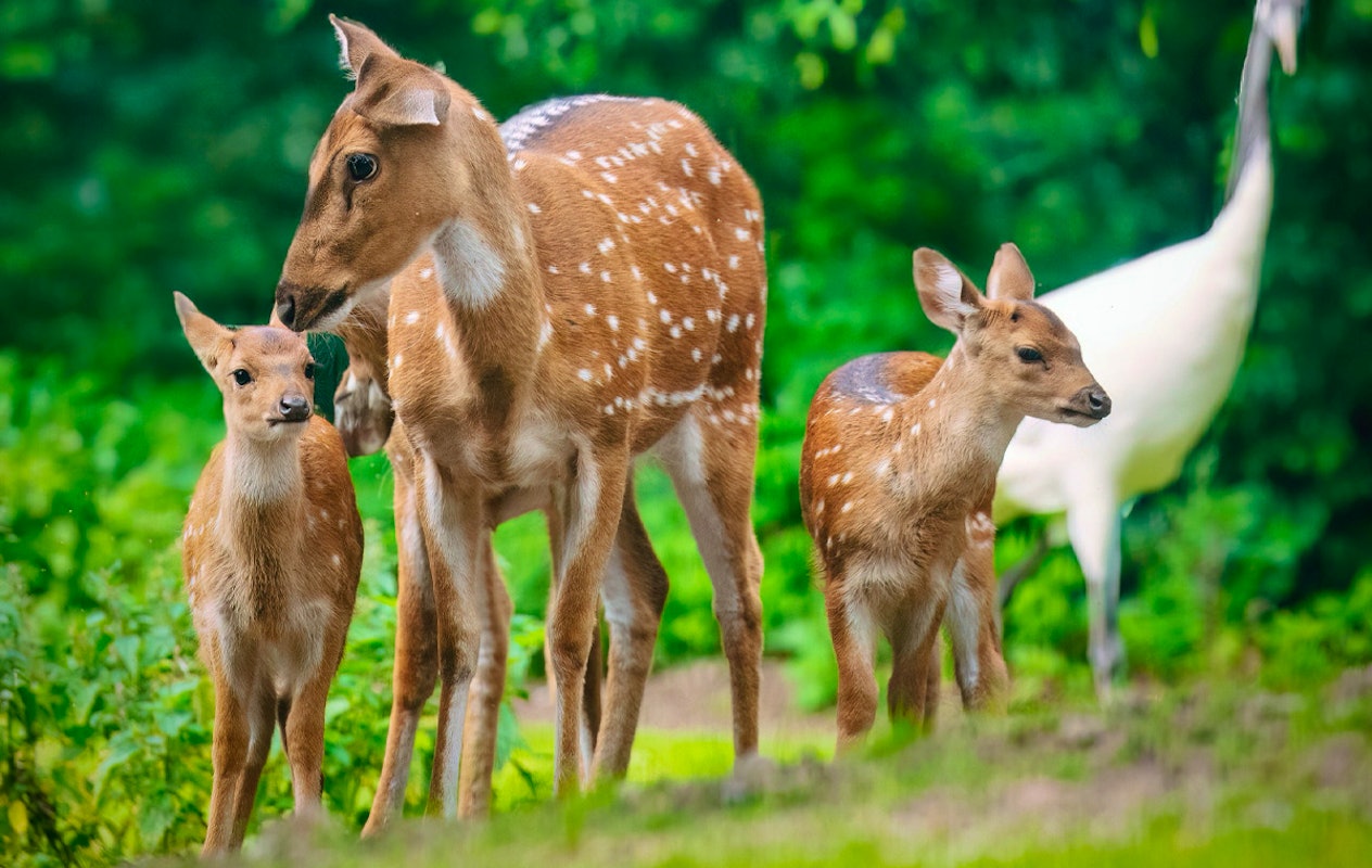 Entreeticket Tier und Freizeitpark Thüle