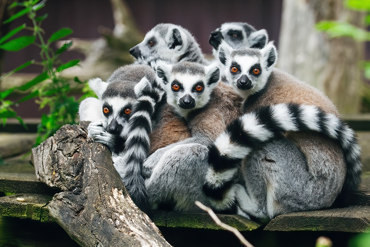 Entreeticket Tier und Freizeitpark Thüle 
