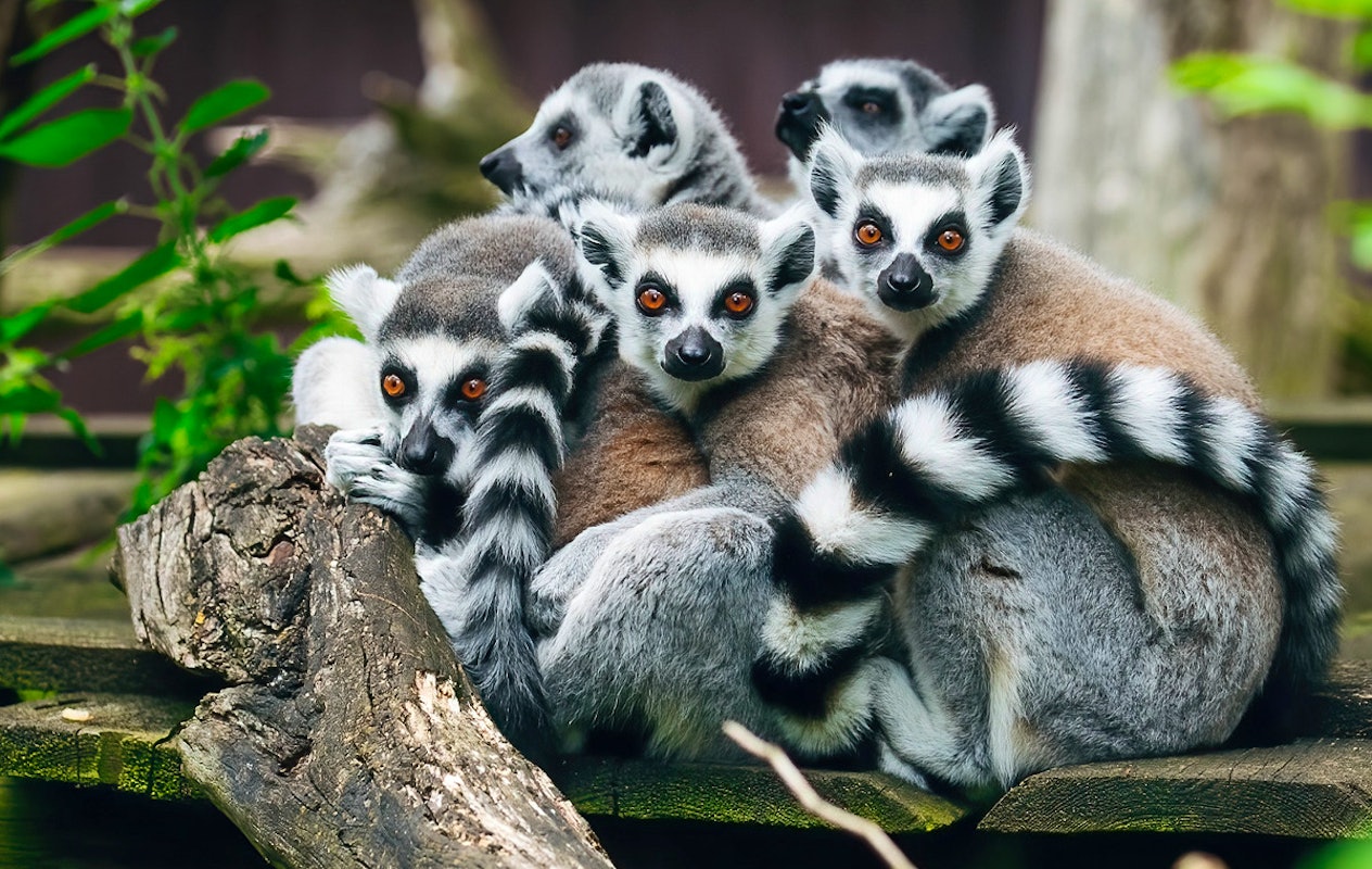 Entreeticket Tier und Freizeitpark Thüle