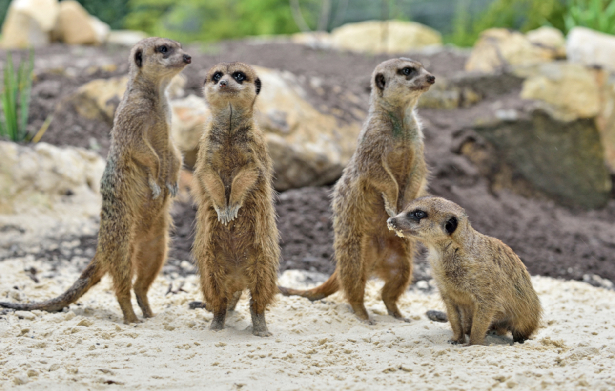 Entreeticket Tierpark Nordhorn