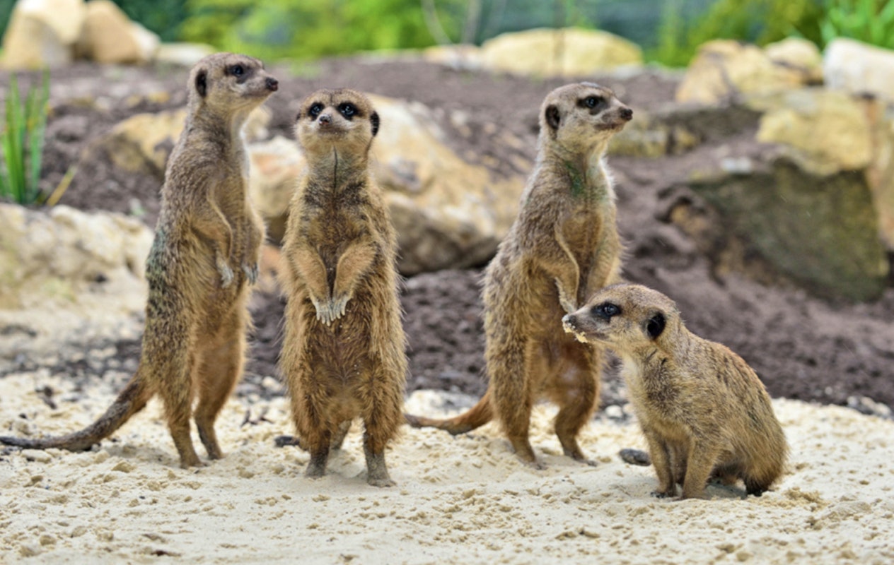 Entreeticket Tierpark Nordhorn