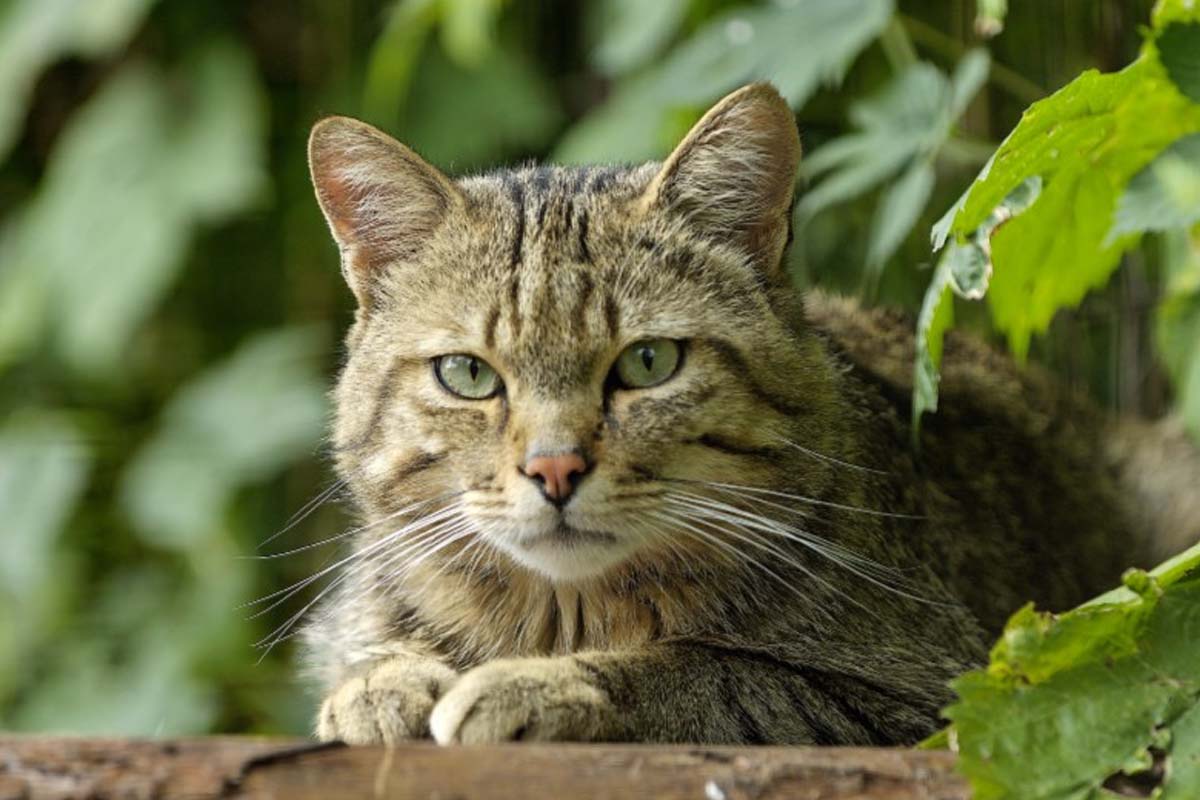 Entreeticket Tierpark Nordhorn