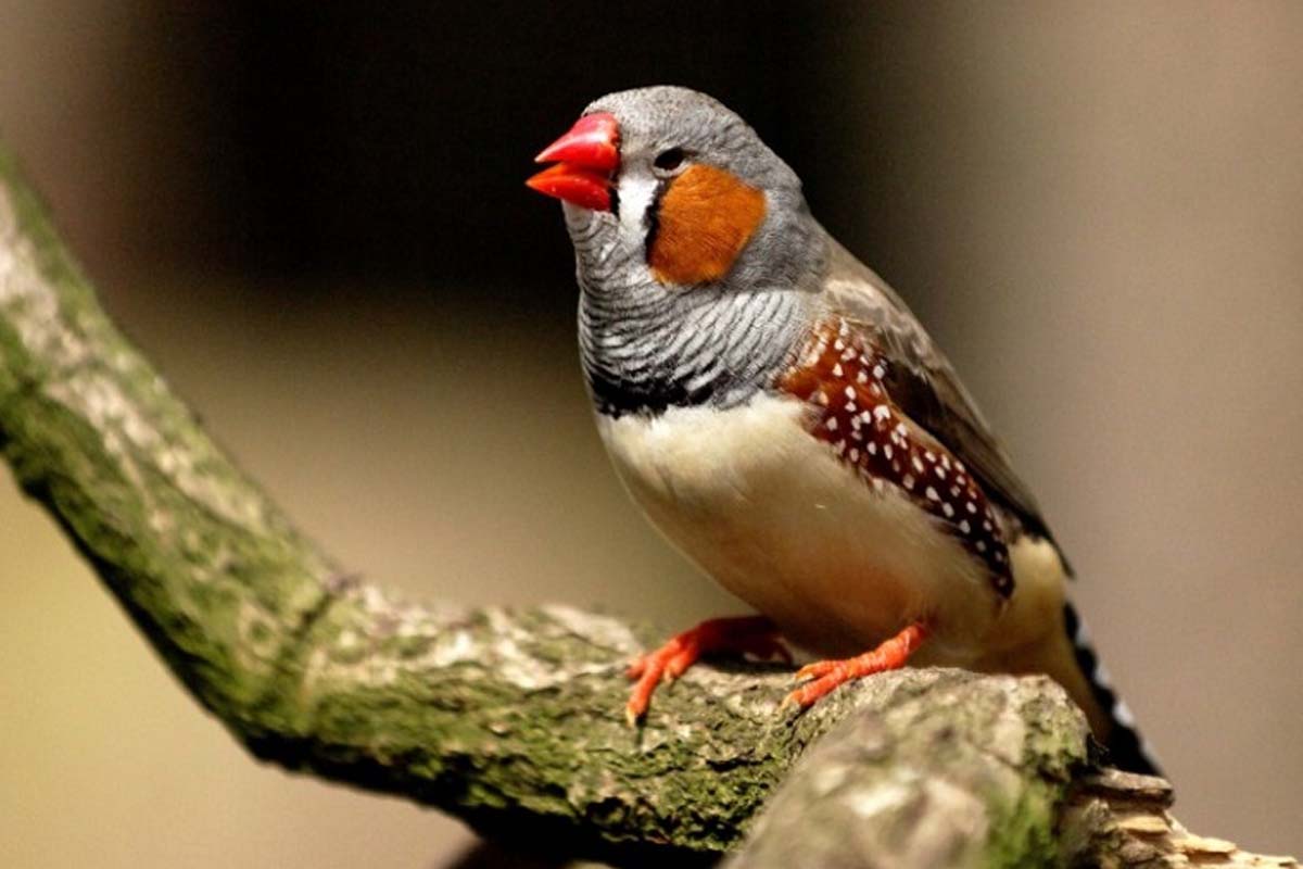 Entreeticket Tierpark Nordhorn