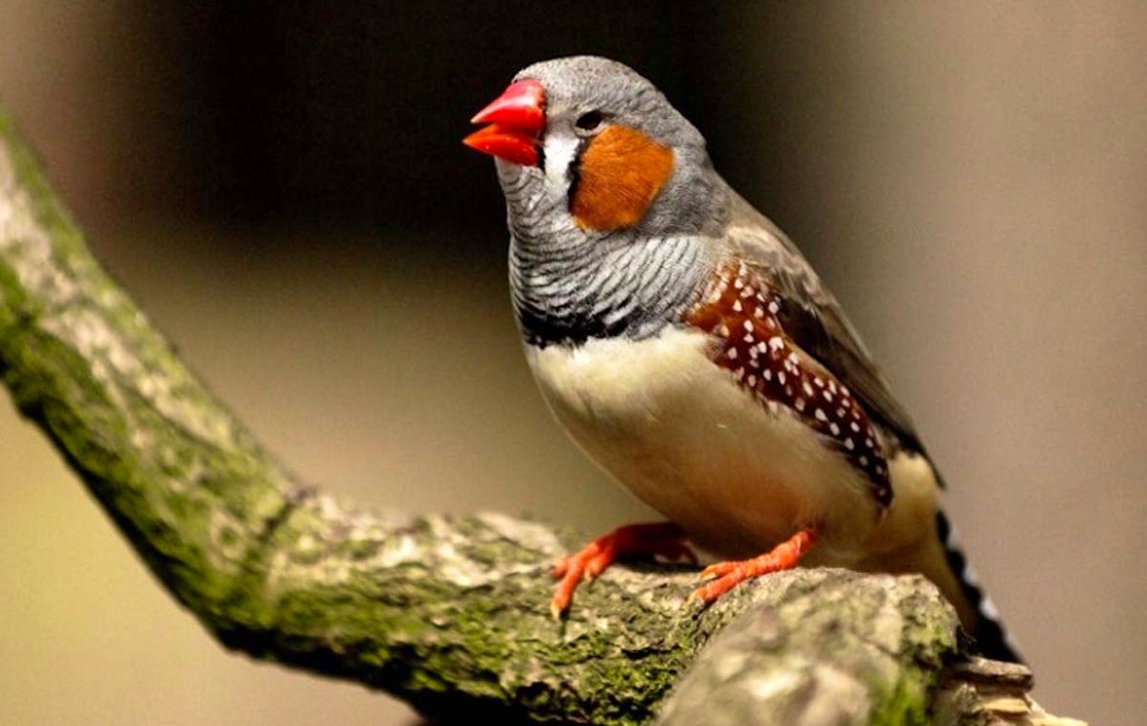 Entreeticket Tierpark Nordhorn