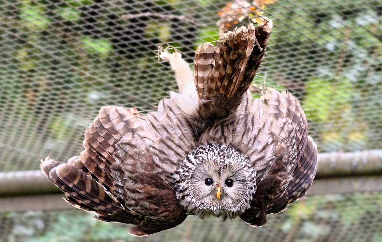 Entreeticket Tierpark Nordhorn