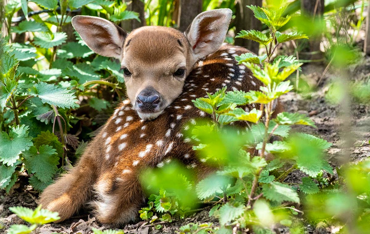 Entreeticket Tierpark Nordhorn