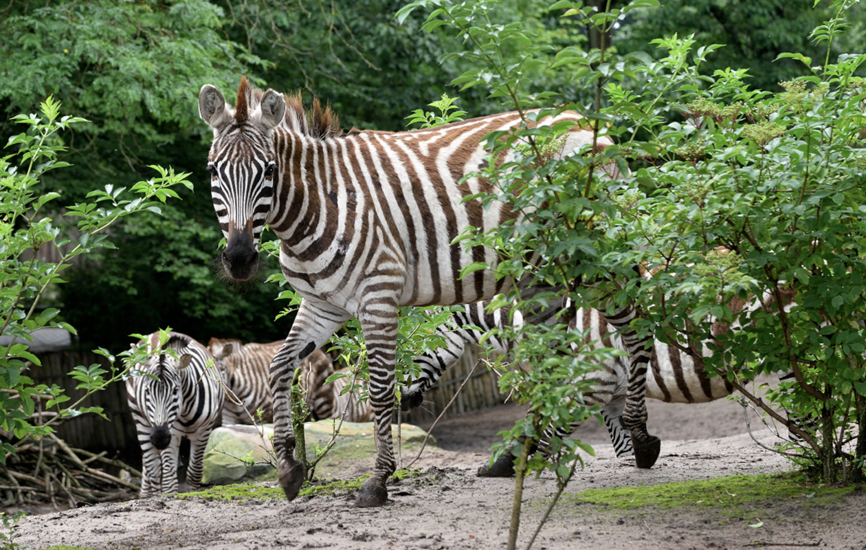 Entreeticket Tierpark Nordhorn
