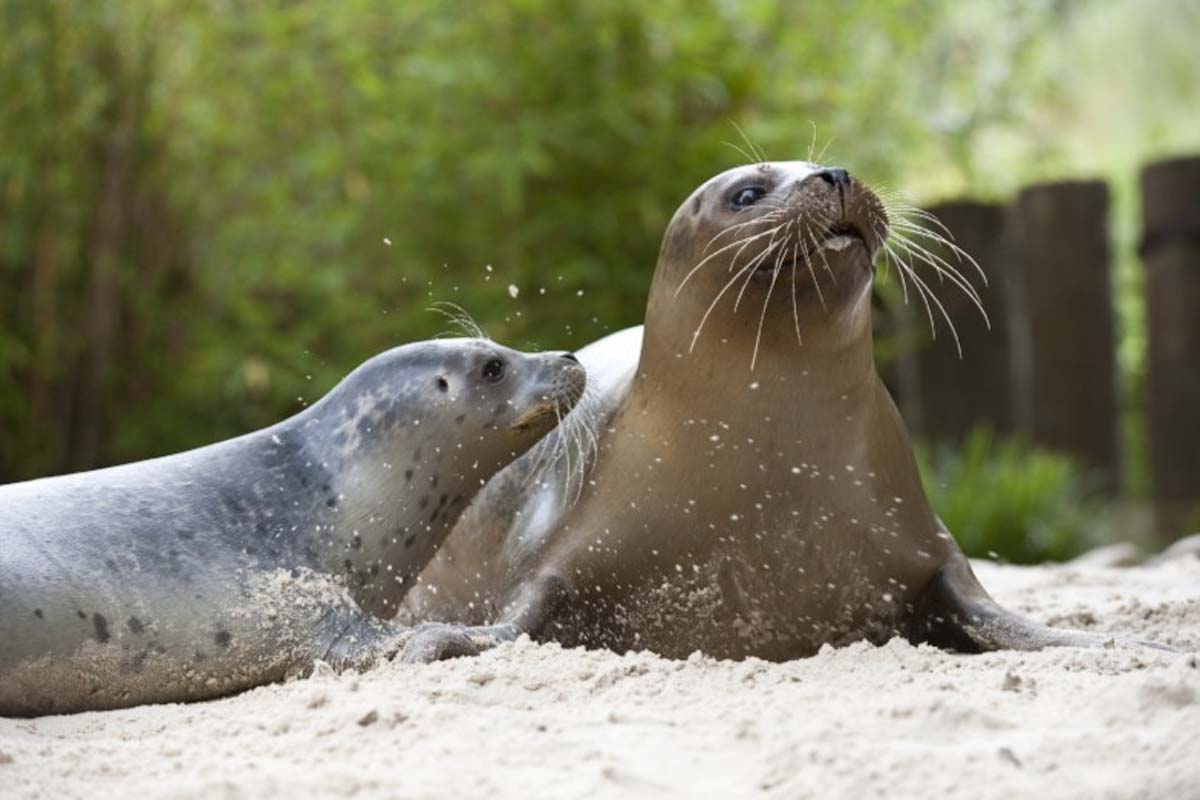 Entreeticket Tierpark Nordhorn