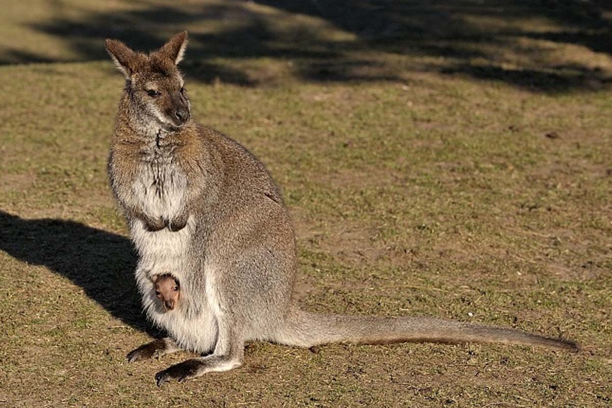 Entreeticket Tierpark Nordhorn