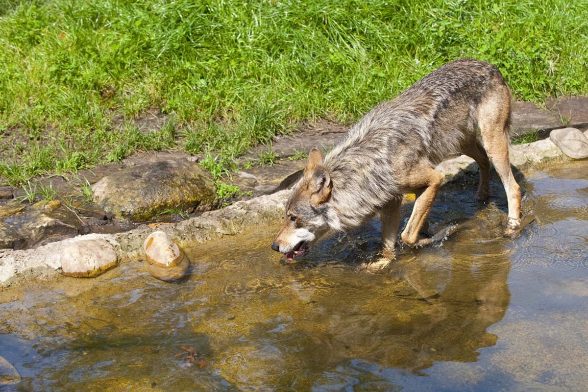Entreeticket Tierpark Nordhorn