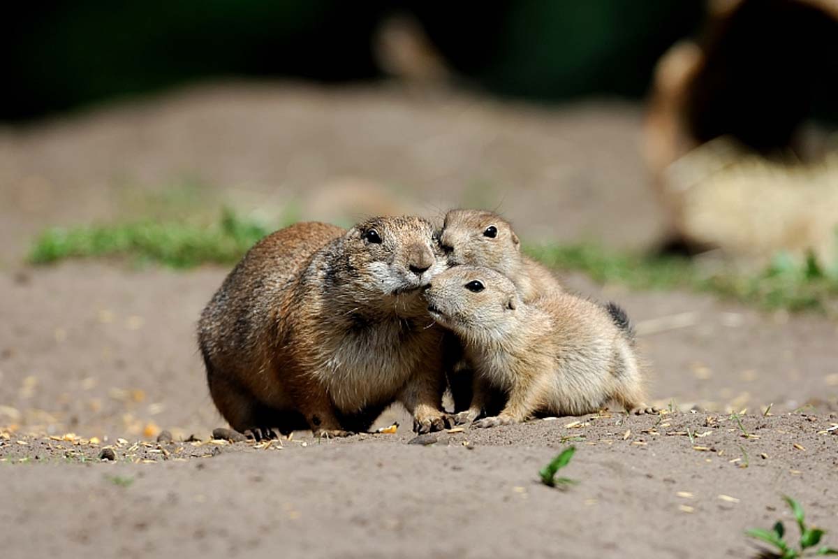 Entreeticket Tierpark Nordhorn