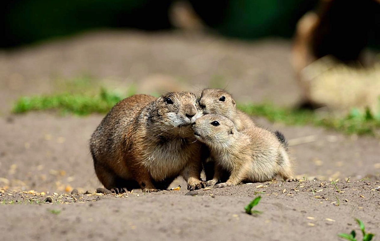 Entreeticket Tierpark Nordhorn