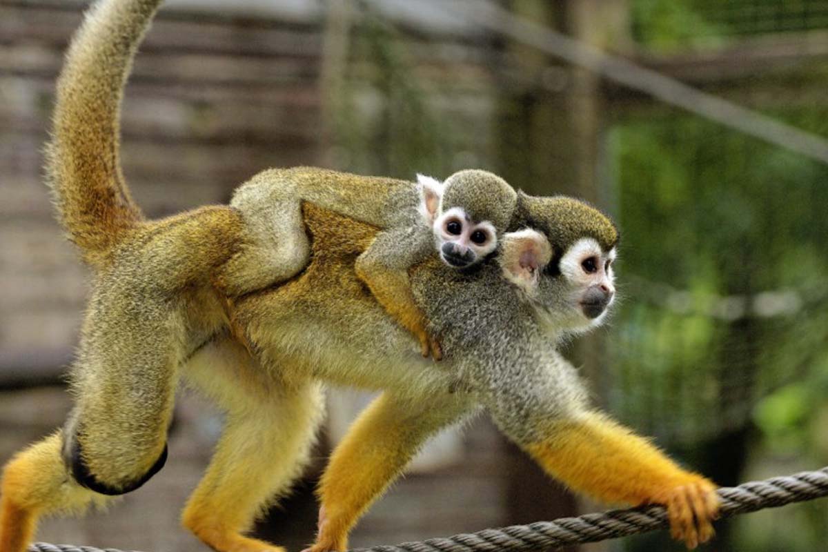 Entreeticket Tierpark Nordhorn