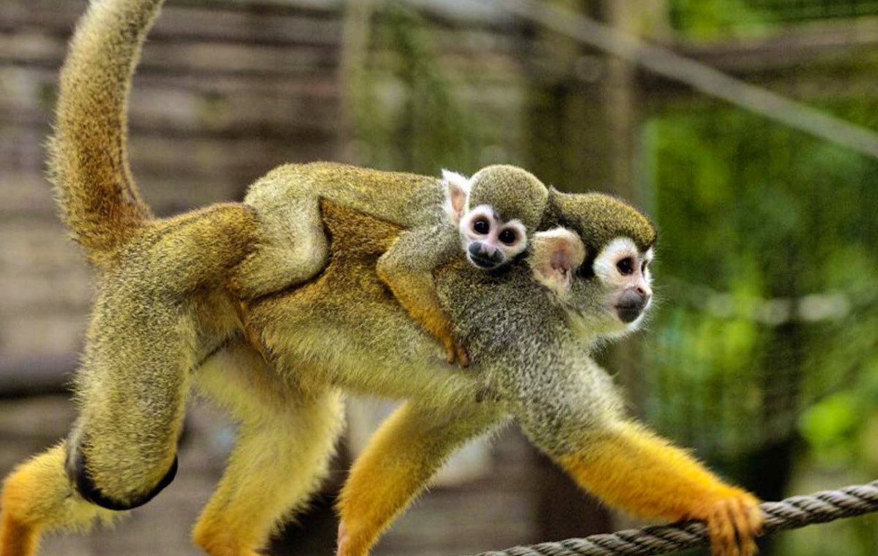 Entreeticket Tierpark Nordhorn