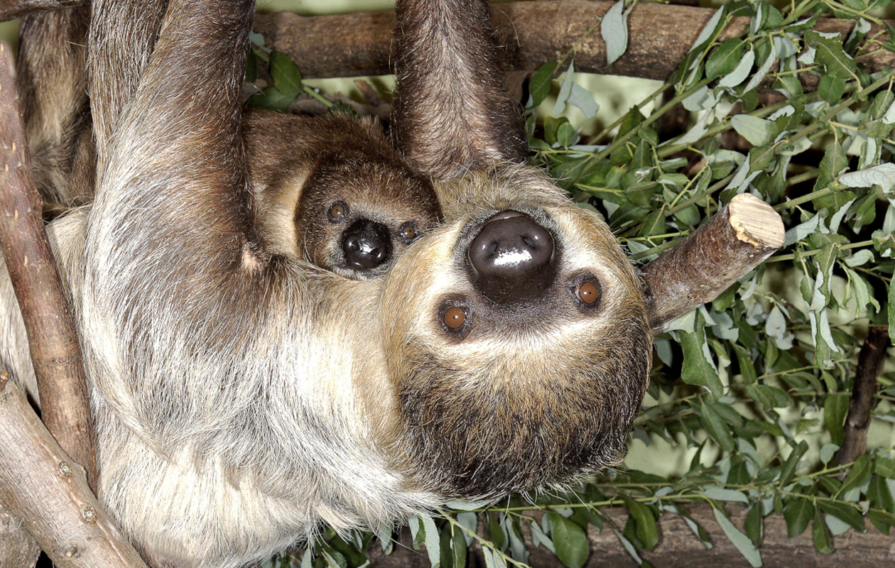 Entreeticket Tierpark Nordhorn