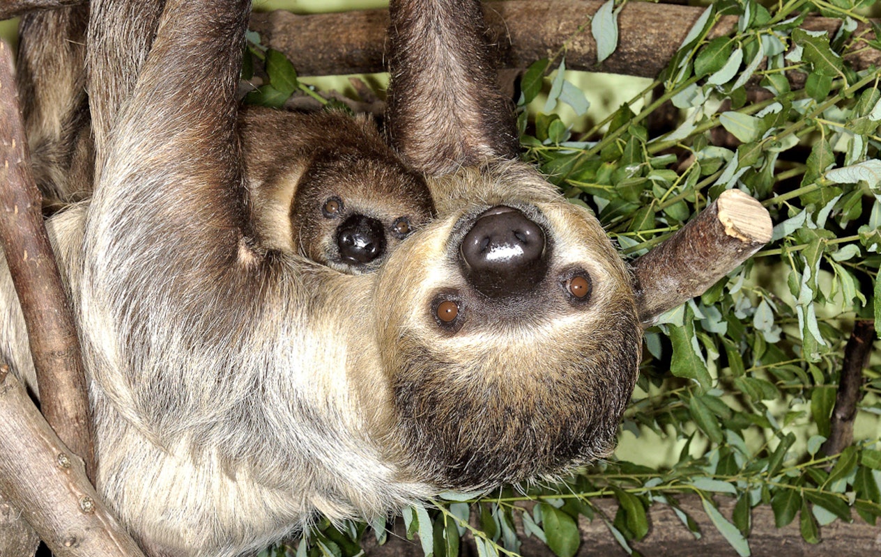 Entreeticket Tierpark Nordhorn