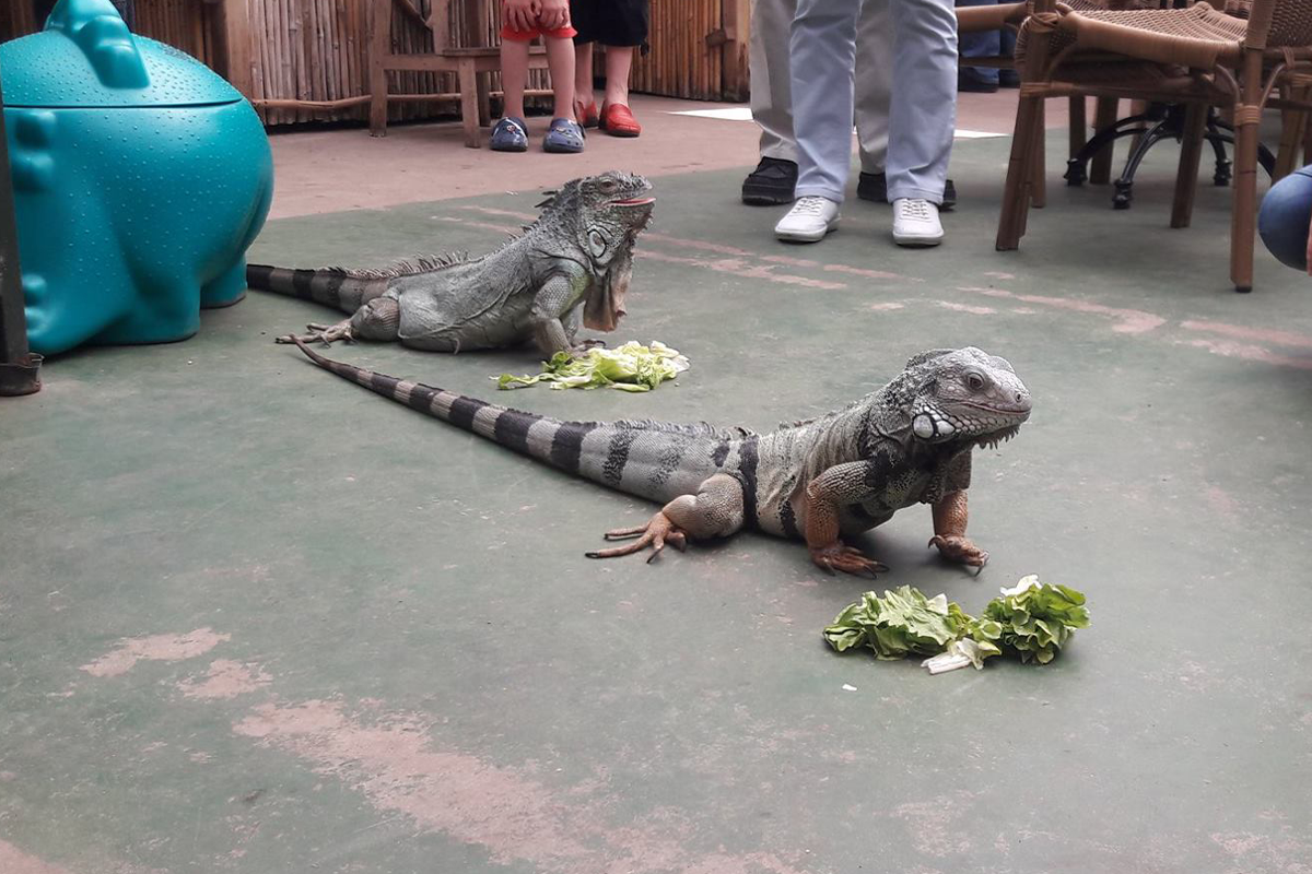 Entreeticket Vlinders aan de Vliet