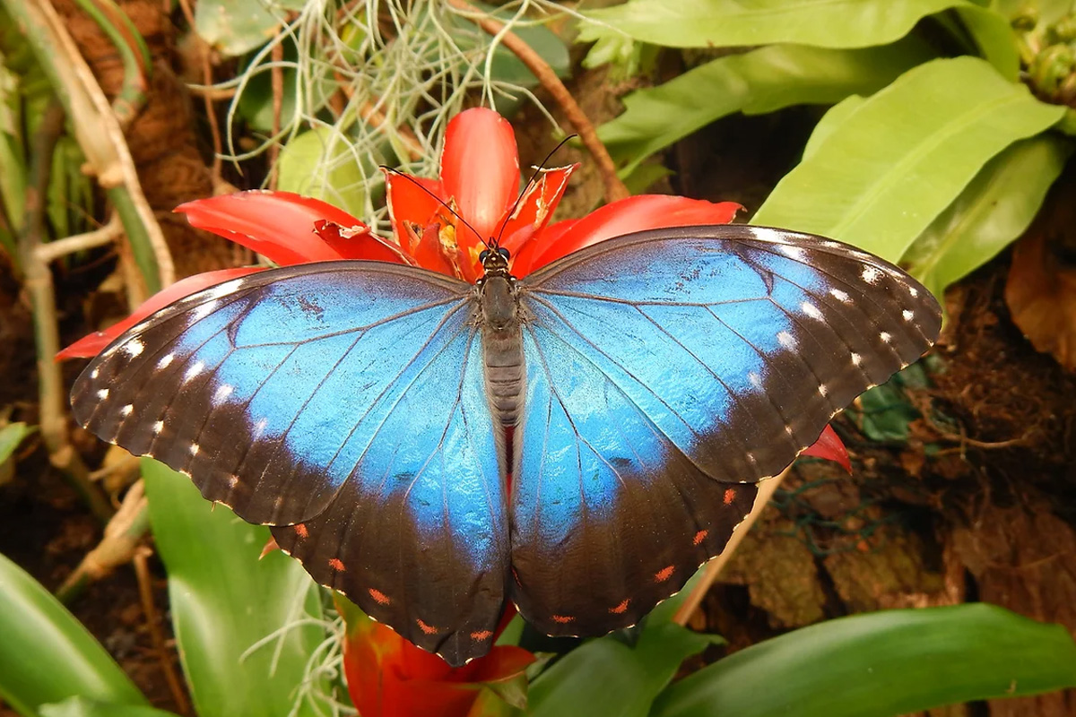 Entreeticket Vlinders aan de Vliet