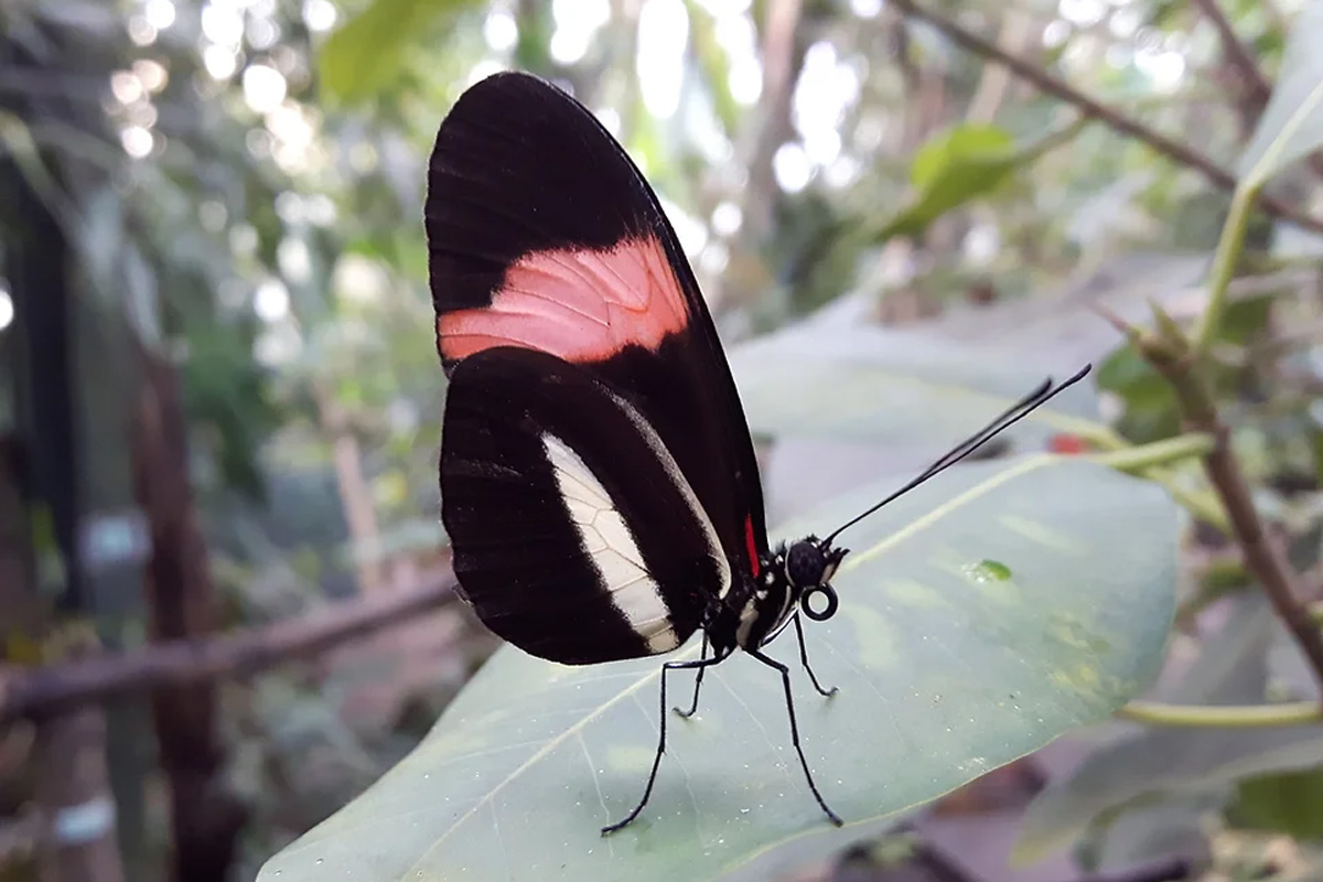 Entreeticket Vlinders aan de Vliet