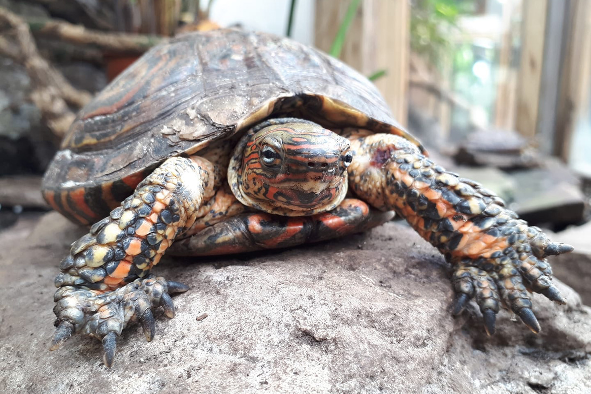 Entreeticket Vlinders aan de Vliet