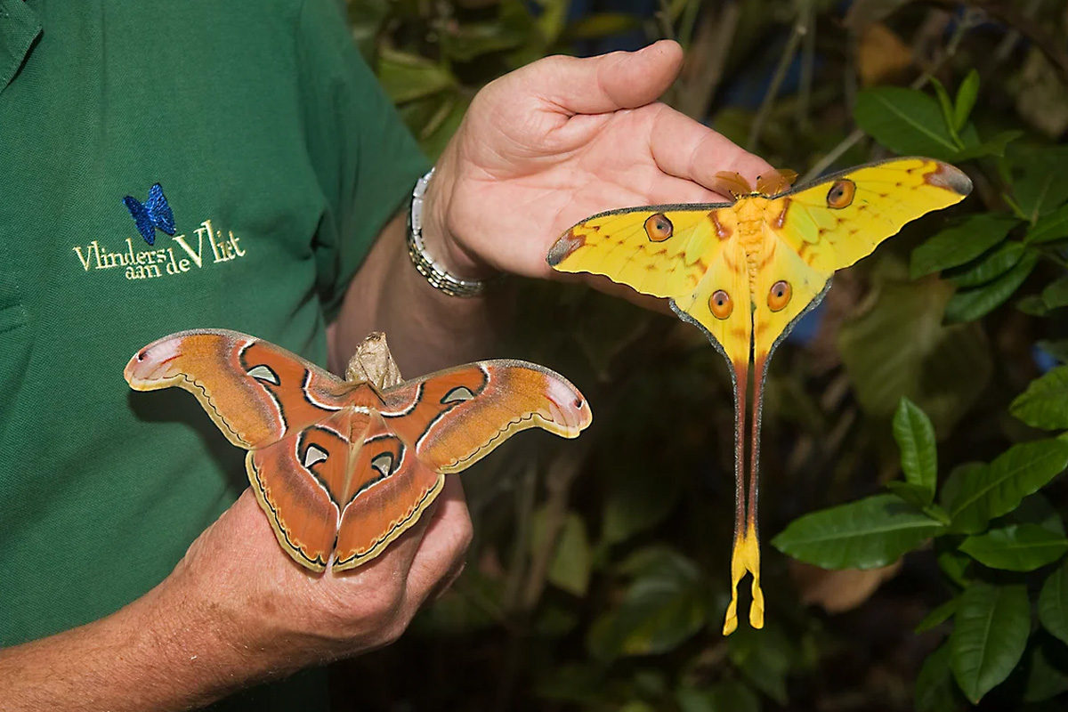 Entreeticket Vlinders aan de Vliet