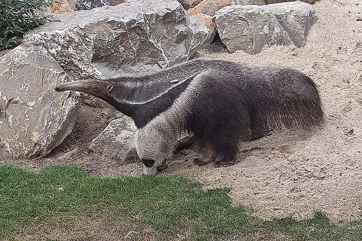 Découvrez le monde des oiseaux au parc d’oiseaux Avifauna!