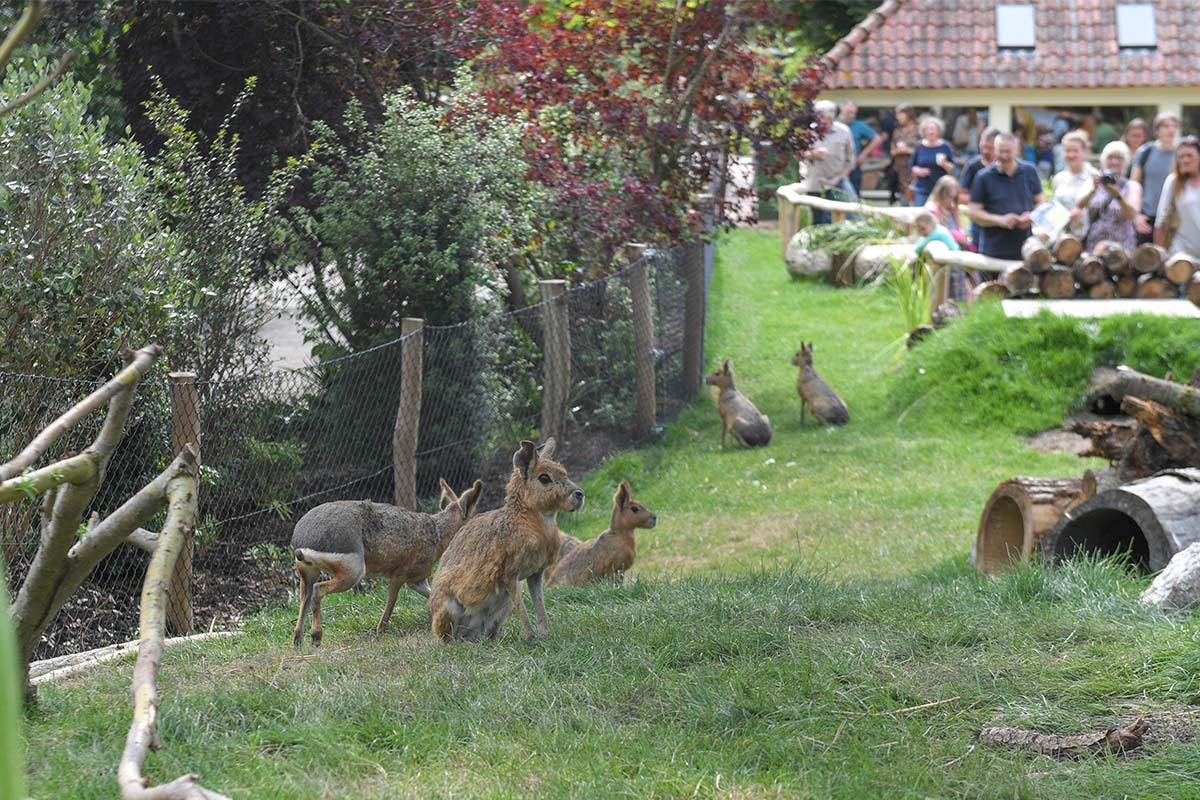 Découvrez le monde des oiseaux au parc d’oiseaux Avifauna!