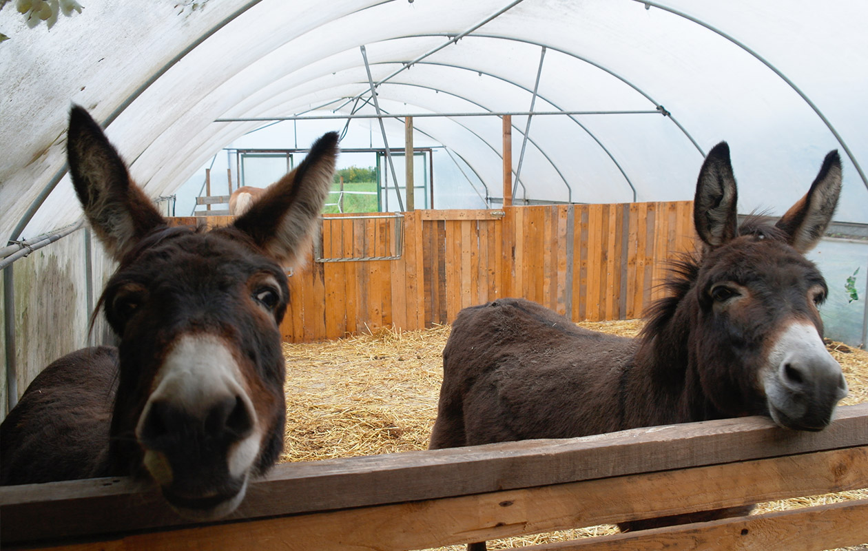 Entreeticket Aardbeienland 