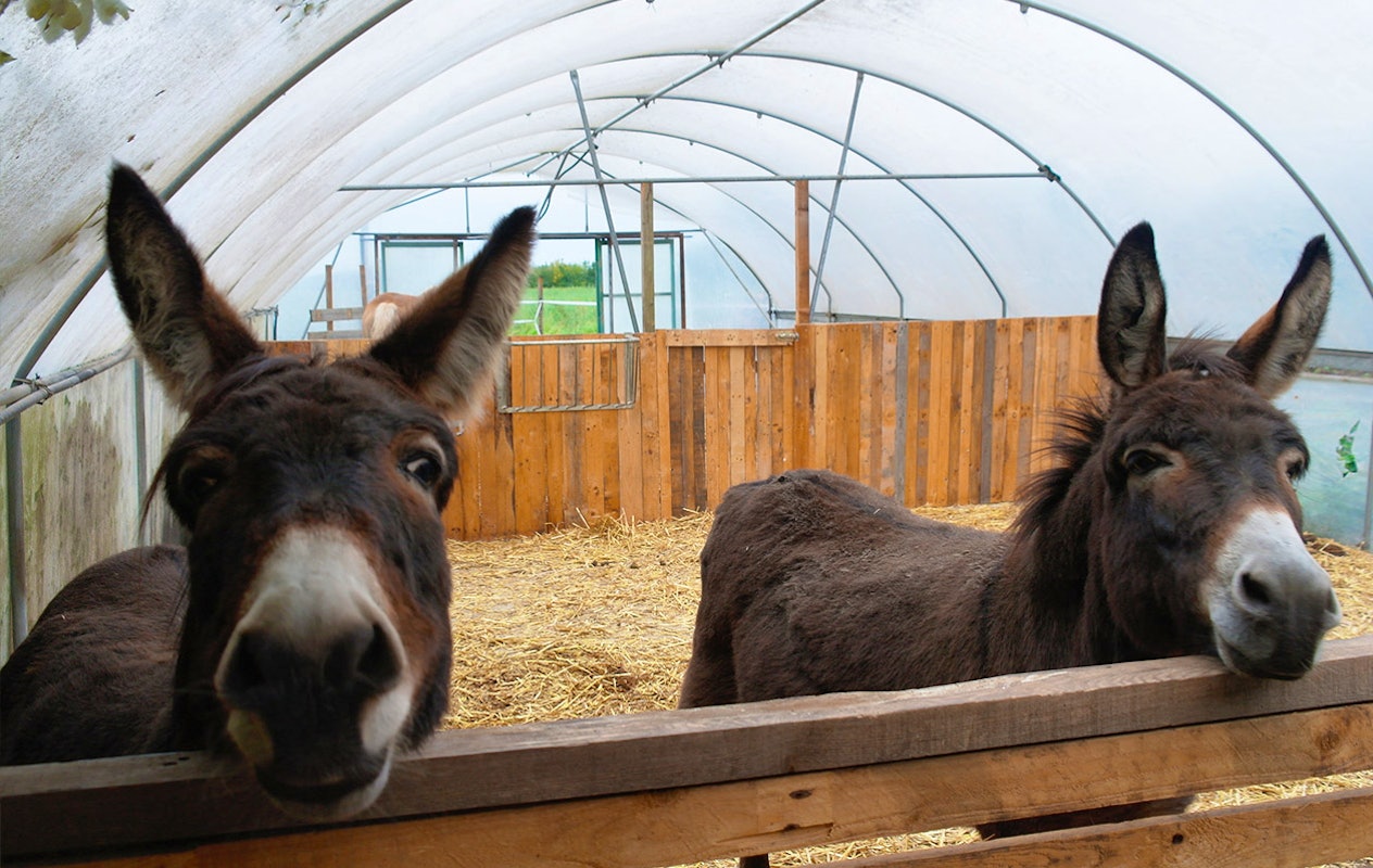 Kinderfeestje Aardbeienland