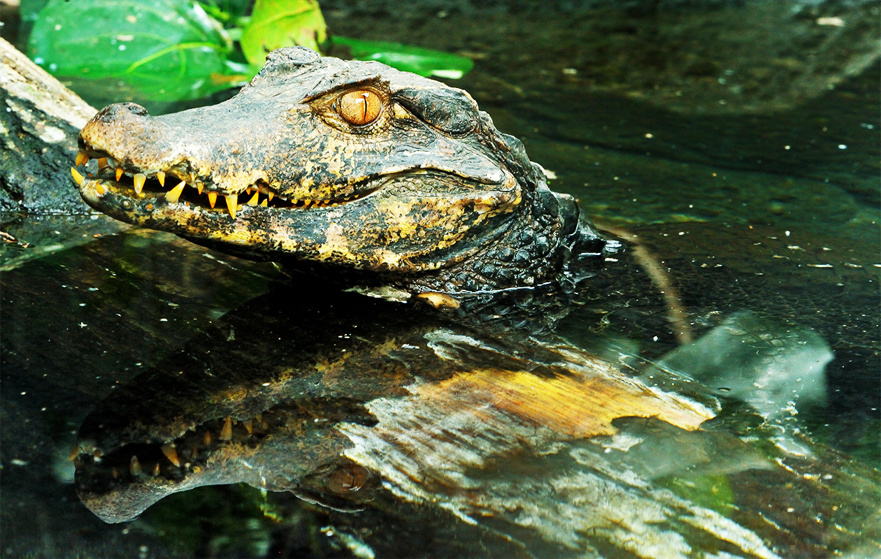 Billet d'entrée pour Parc Zoologique de Paris