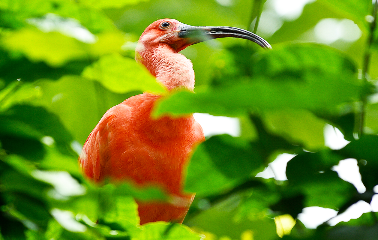 Billet d'entrée pour Parc Zoologique de Paris