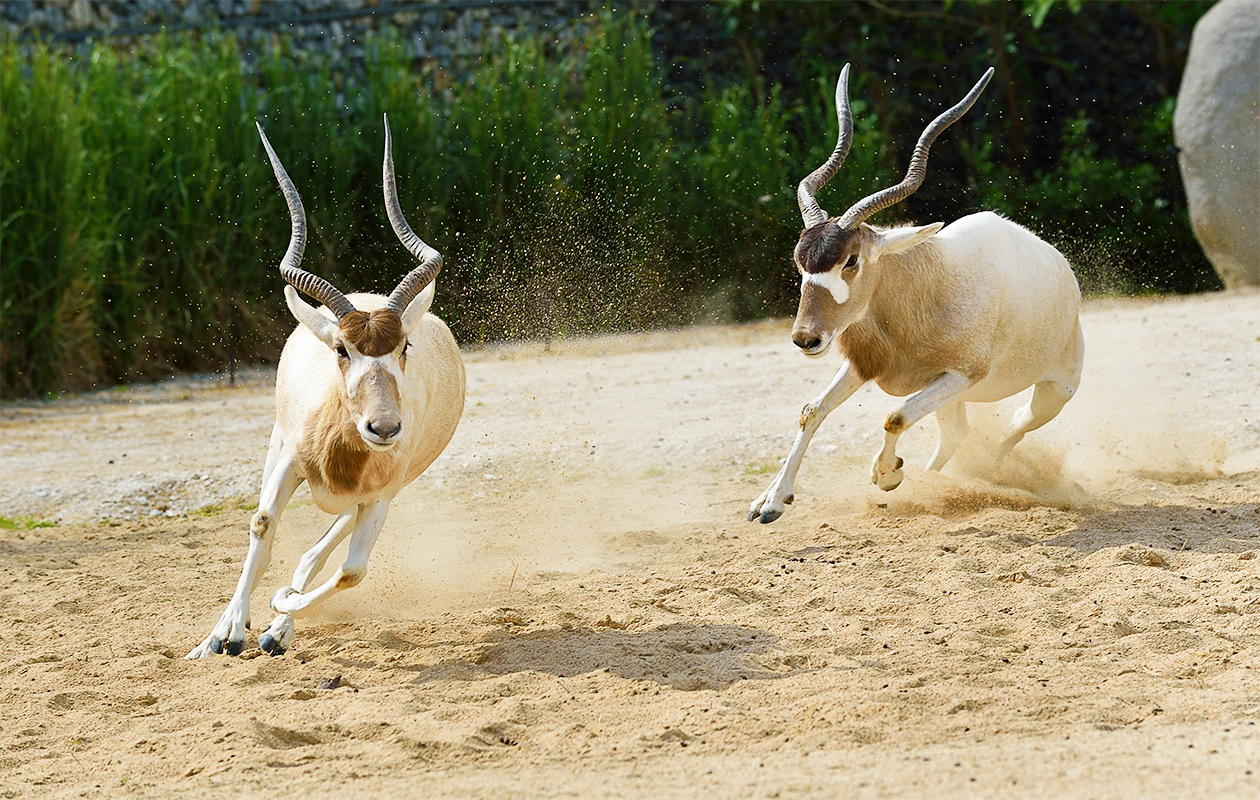 Billet d'entrée pour Parc Zoologique de Paris