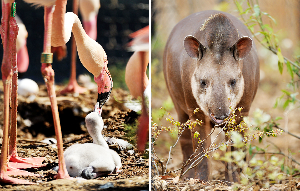 Billet d'entrée pour Parc Zoologique de Paris