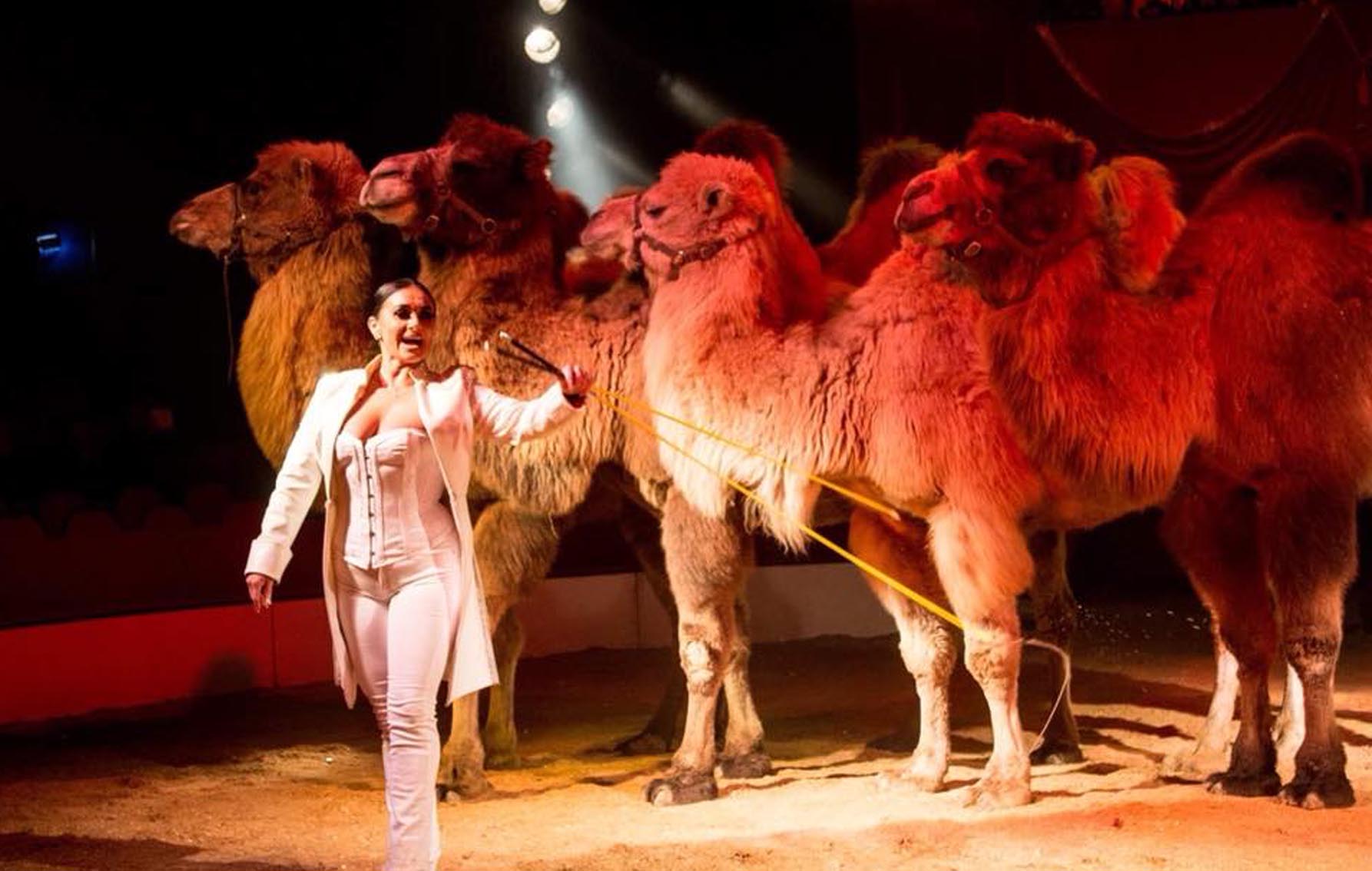 Entreeticket voor Wintercircus Apeldoorn