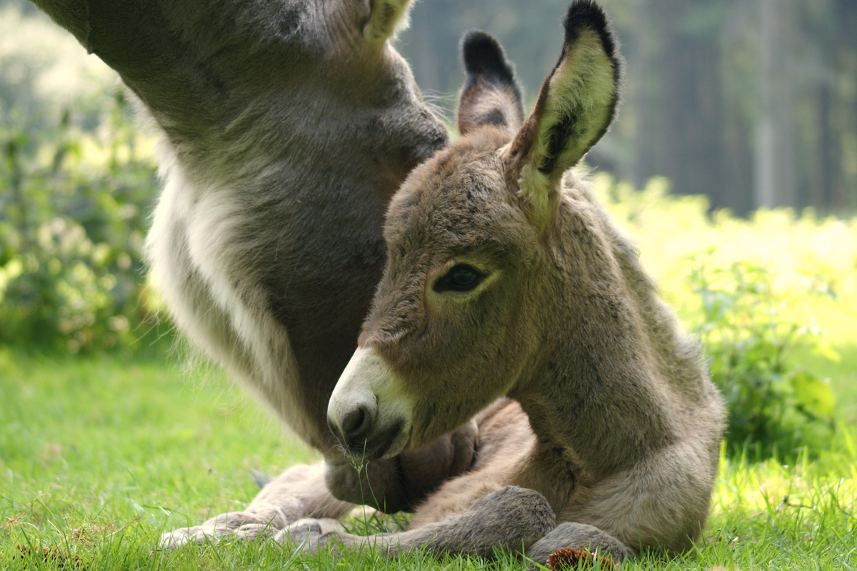 Entreeticket Wildpark Anholter Schweiz