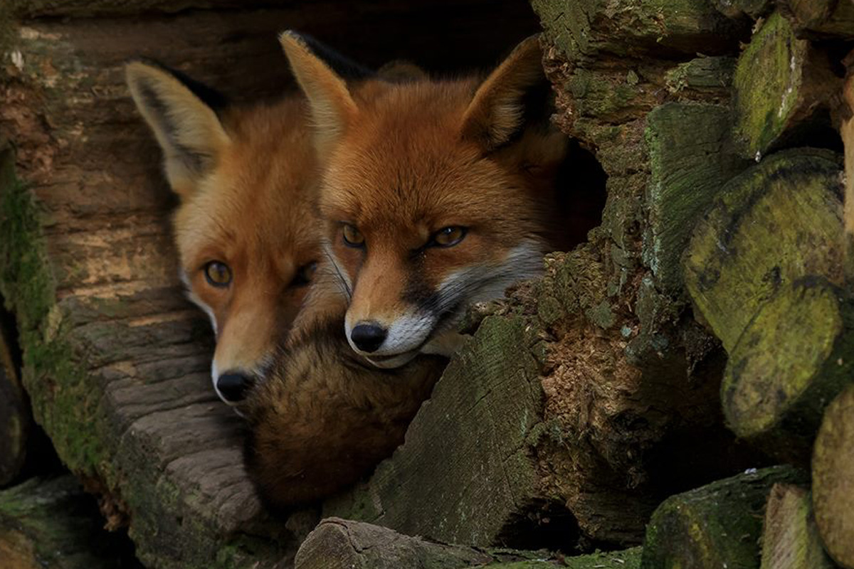 Entreeticket Wildpark Anholter Schweiz