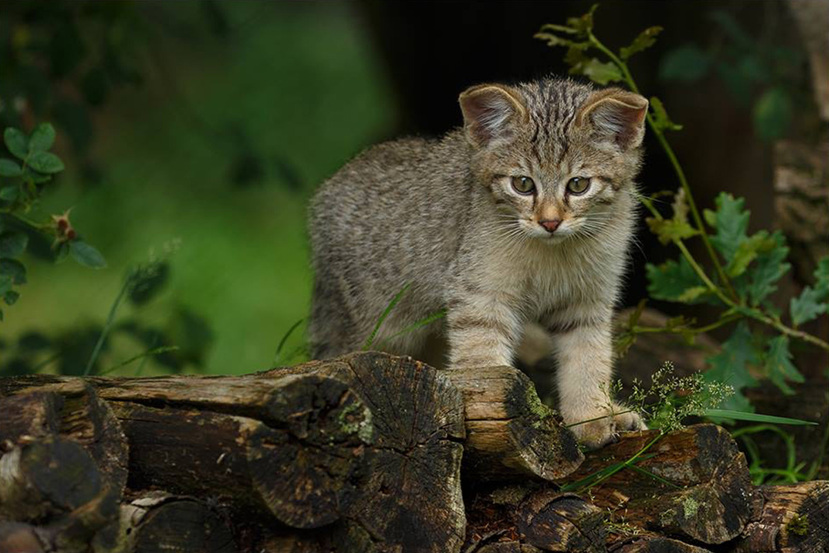Entreeticket Wildpark Anholter Schweiz
