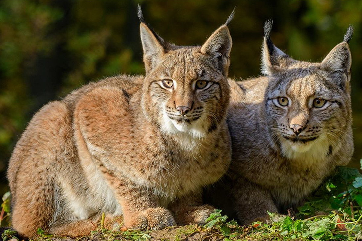 Entreeticket Wildpark Anholter Schweiz