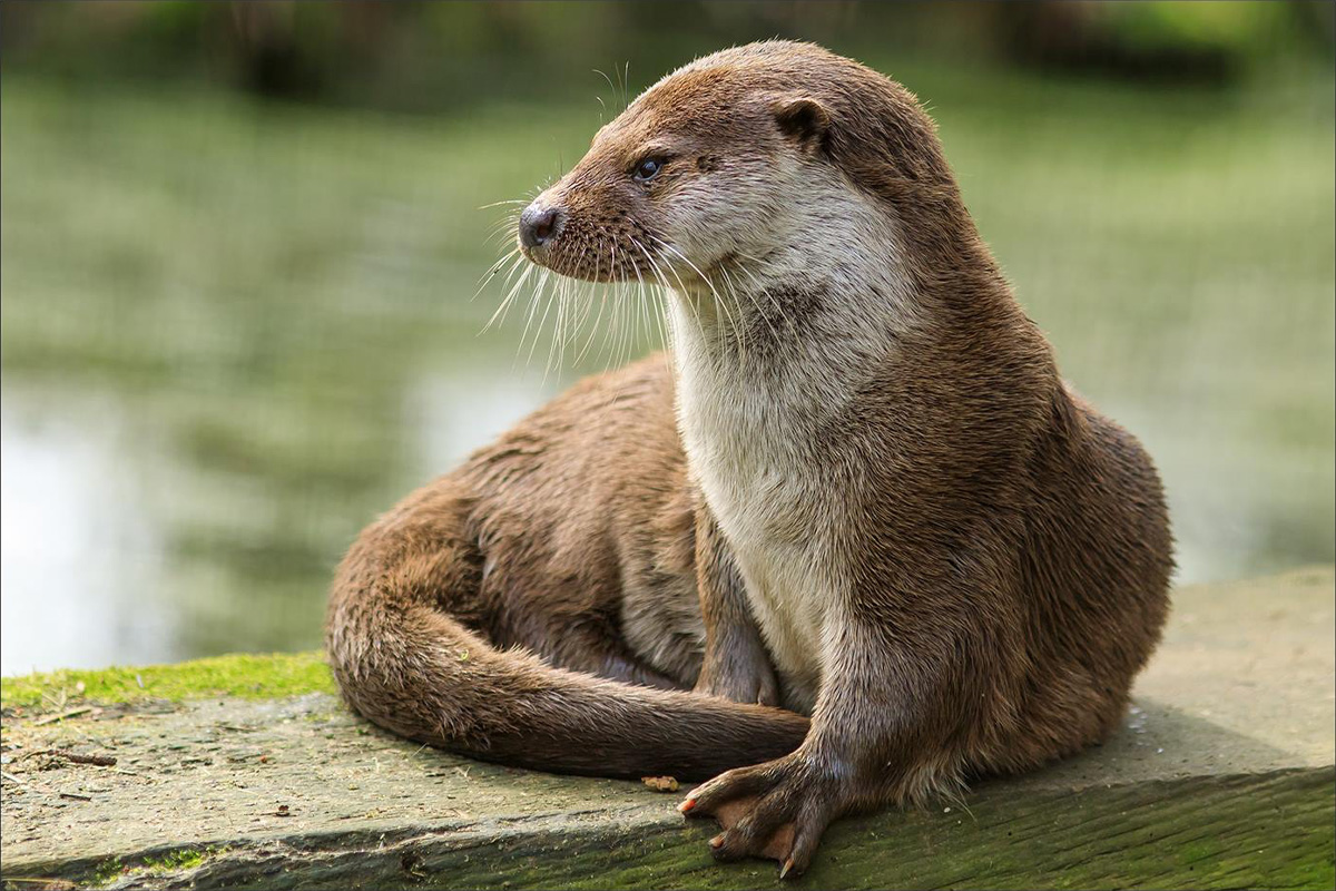 Entreeticket Wildpark Anholter Schweiz