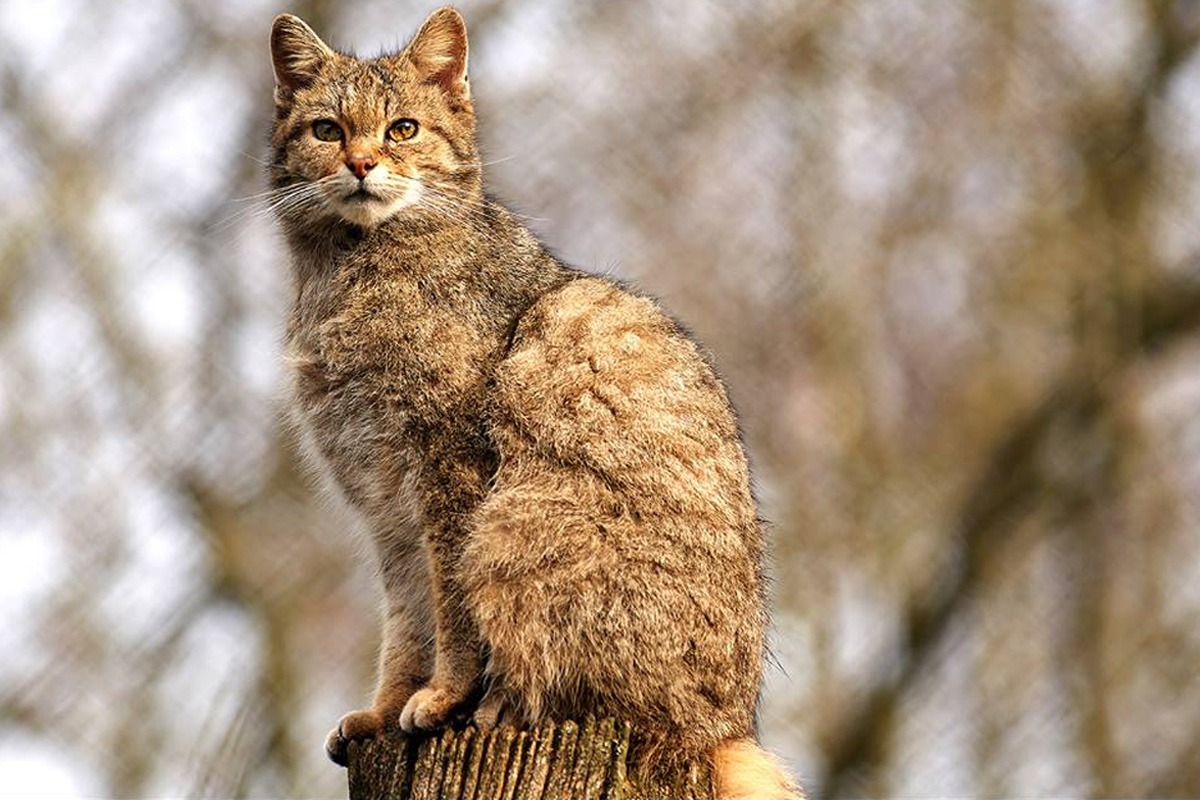 Entreeticket Wildpark Anholter Schweiz