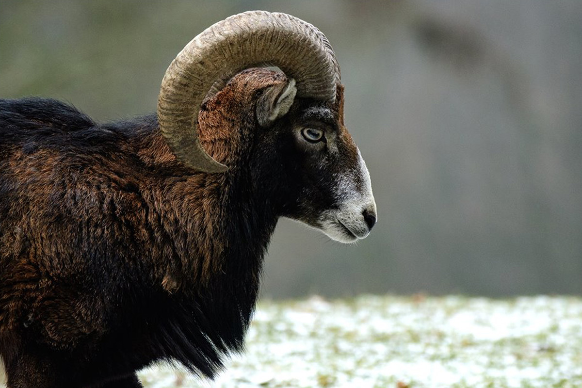 Entreeticket Wildpark Anholter Schweiz