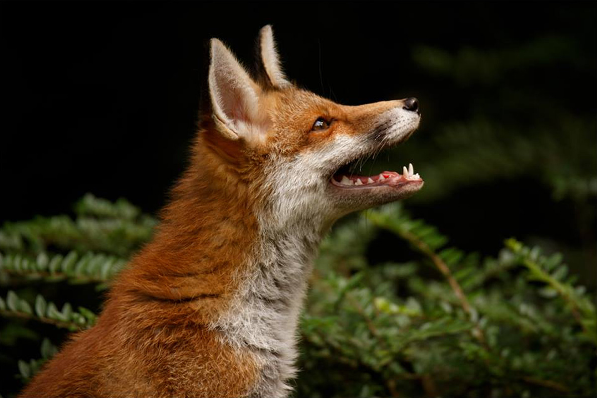 Entreeticket Wildpark Anholter Schweiz